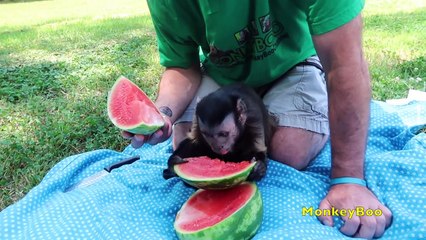 Monkey Watermelon Picnic