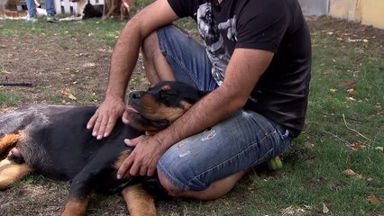 La mitad de los españoles con perro comparten su pedido a domicilio con su mascota