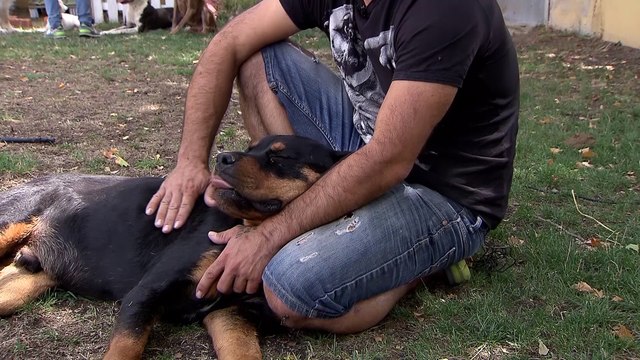 La mitad de los españoles con perro comparten su pedido a domicilio con su mascota