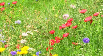 GOODLINES: August 30th 2018