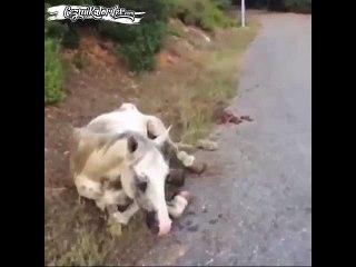 Fayton Çekmekten Ölümün Eşiğine Gelen Atın Kurtarılması ve Mucizevi Değişimi