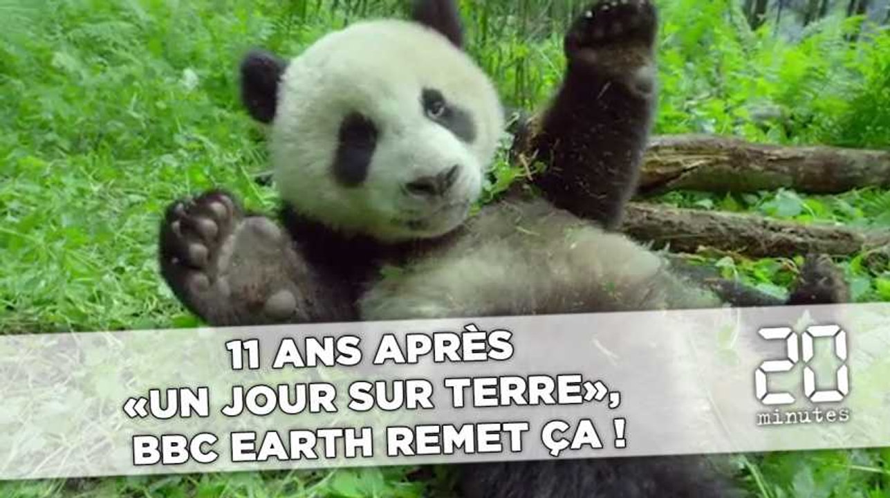 11 ans après «Un jour sur terre», BBC Earth remet ça avec «Un nouveau jour sur terre»