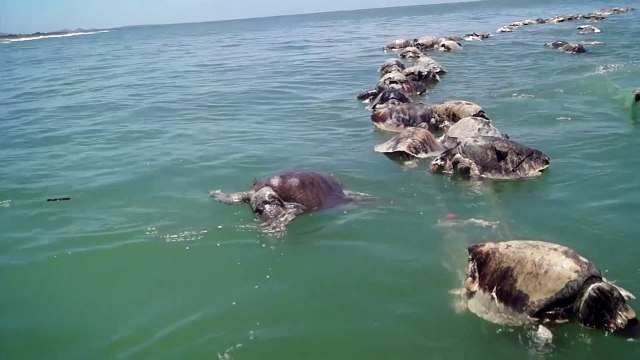 Illegal fishing net kills hundreds of endangered sea turtles