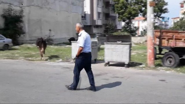 Karayolunda başıboş hayvanlar trafiği tehlikeye düşürdü