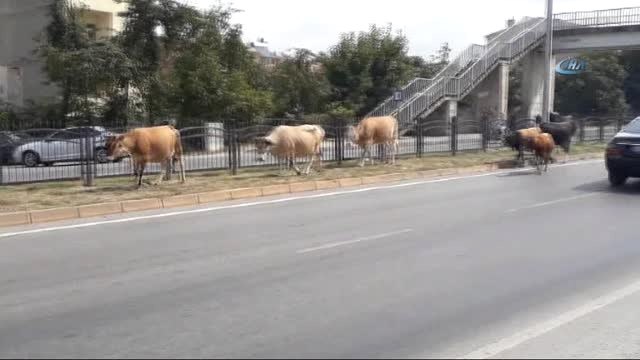 Karayolunda Başıboş Hayvanlar Trafiği Tehlikeye Düşürdü