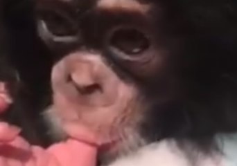Teething Baby Chimpanzee Eases Discomfort by Sucking His Toe