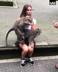 Naughty Monkey and the Girl - Funny Type