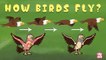 How Birds Fly? - The Dr. Binocs Show | Best Learning Videos For Kids | Peekaboo Kidz