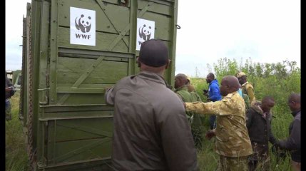 Le transfert de 11 rhinocéros est devenu l'un des plus grands ratés de l'histoire de la protection de la faune