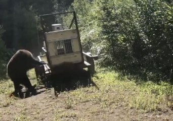 Grizzly None Too Happy After Catch and Release