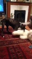 dog hits his head on the radiator as he plays with a teddy bear