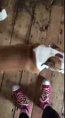 Dog has torn the house up