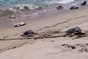 300 tortues retrouvées mortes dans les eaux mexicaines du Pacifique
