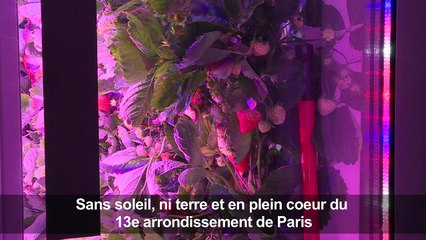 Paris: sans soleil ni terre, des fraises poussent en containers