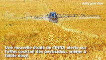 L'INRA alerte sur l'effet cocktail des pesticides