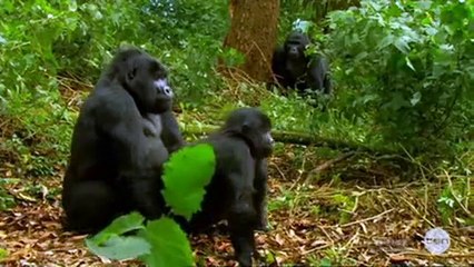 Gogglebox Australia S01e02