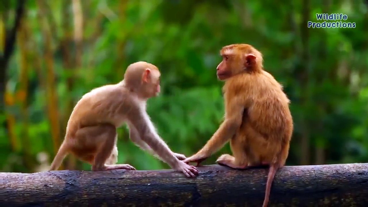 Pterodactyl, the flying Dinosaur