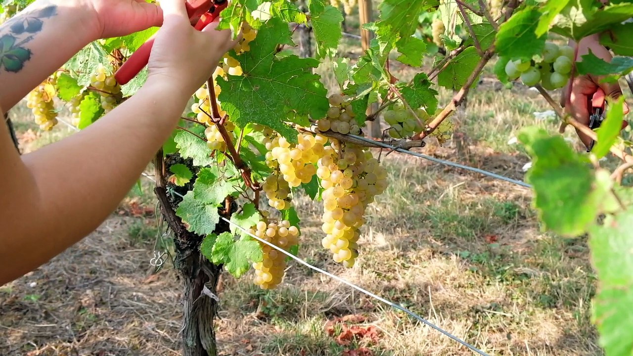 La jeunesse aux commandes des vendanges