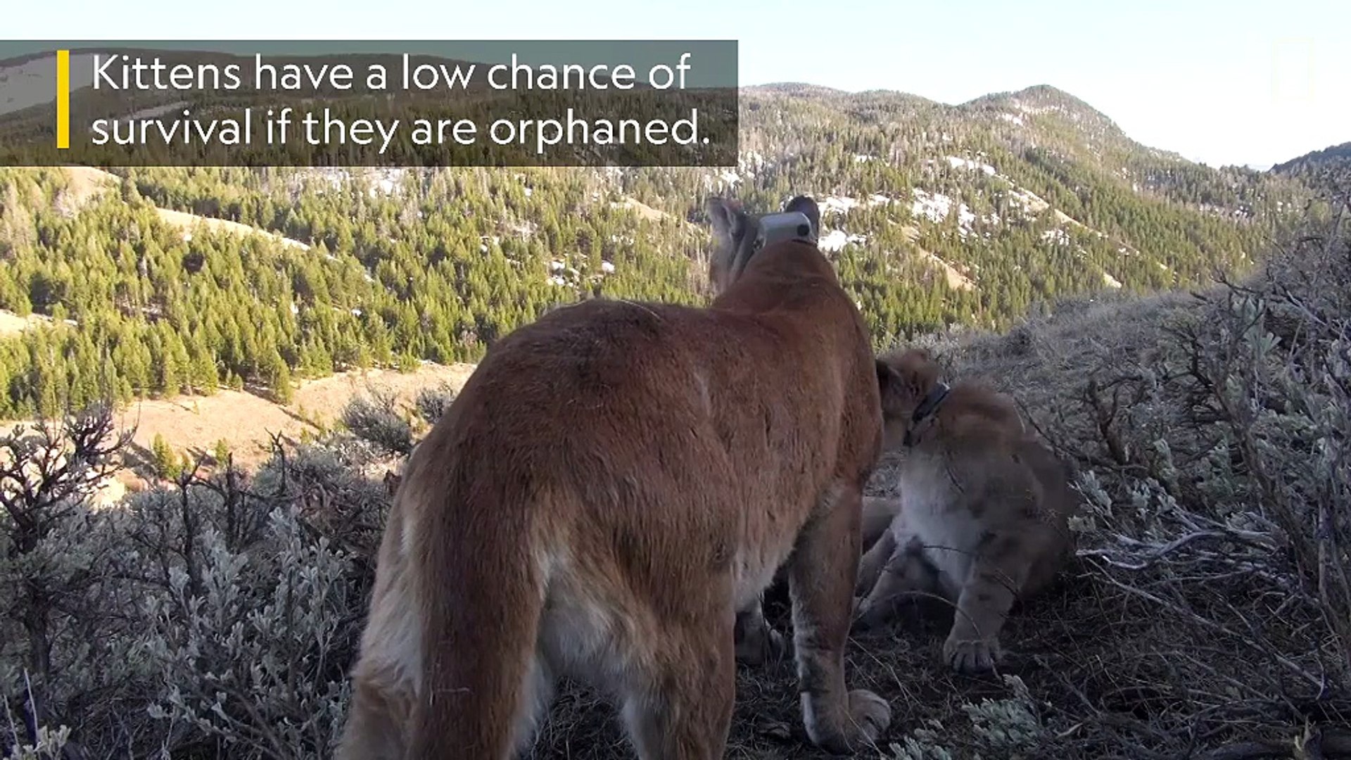 ⁣Watch: How mountain lion mothers care for their kittens