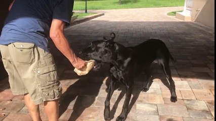 Excited Great Dane loves to share her chicken