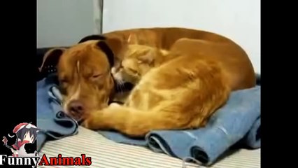 Pitbull Playing With Cats - Pitbull Vs Cat and Kittens Compilation 2017