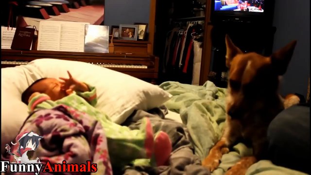 Dogs sings to stop baby crying - Dog Loves Babies Videos 2017