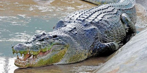 Un crocodile affamé attaque un pêcheur sur son bateau !