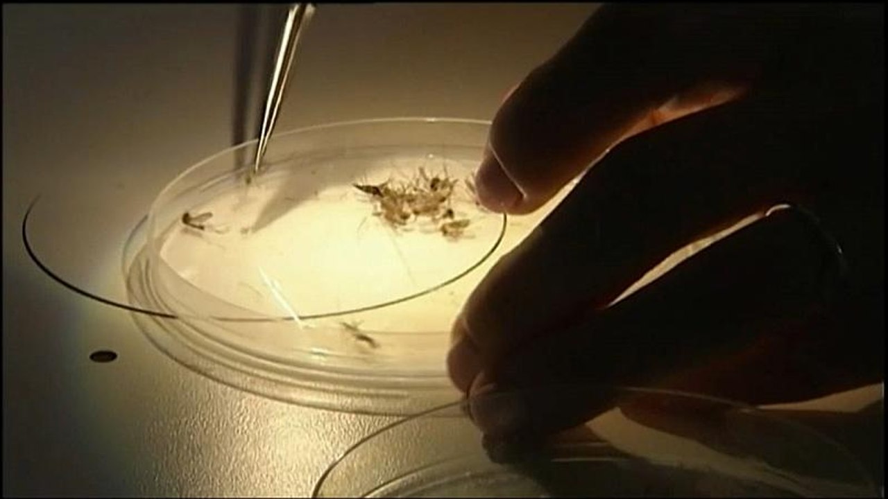 West-Nil-Virus: 17 Tote in Griechenland - Vögel in Deutschland infiziert