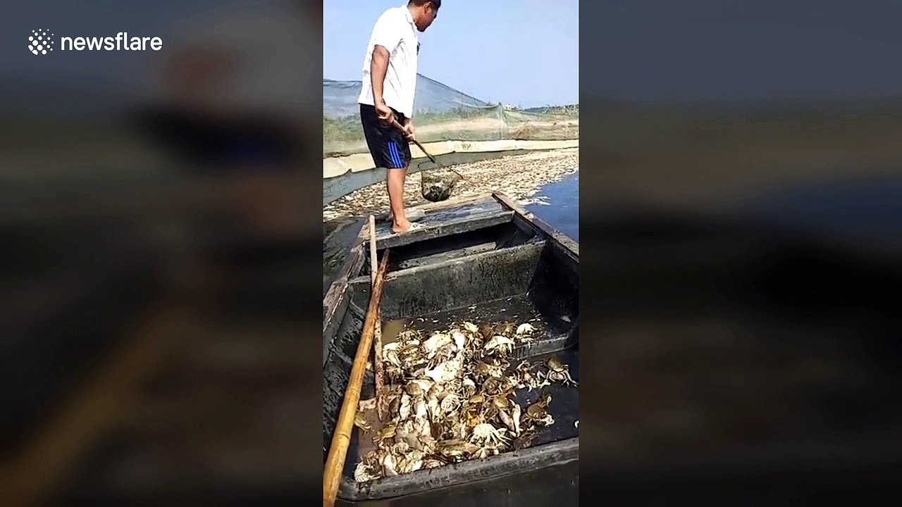 Water pollution kills thousands of fish in eastern China lake