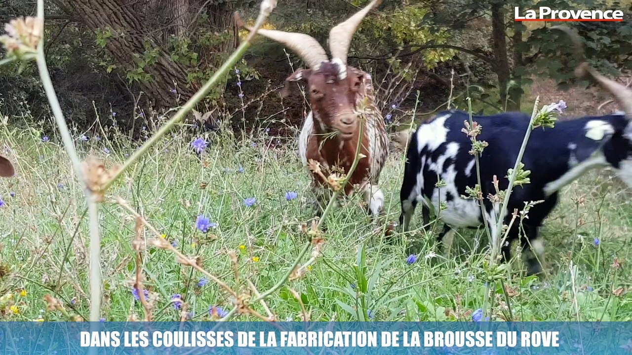 Dans les coulisses de la fabrication de la brousse du Rove, plus petite  appellation contrôlée de France - Vidéo Dailymotion