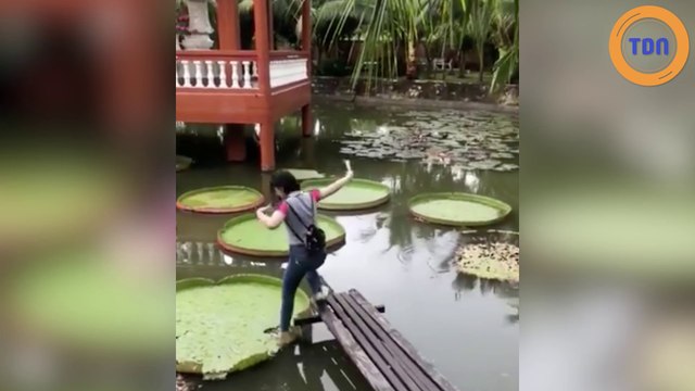 Une femme tente de marcher sur un nénuphar géant... mais ça ne se passe pas comme prévu !