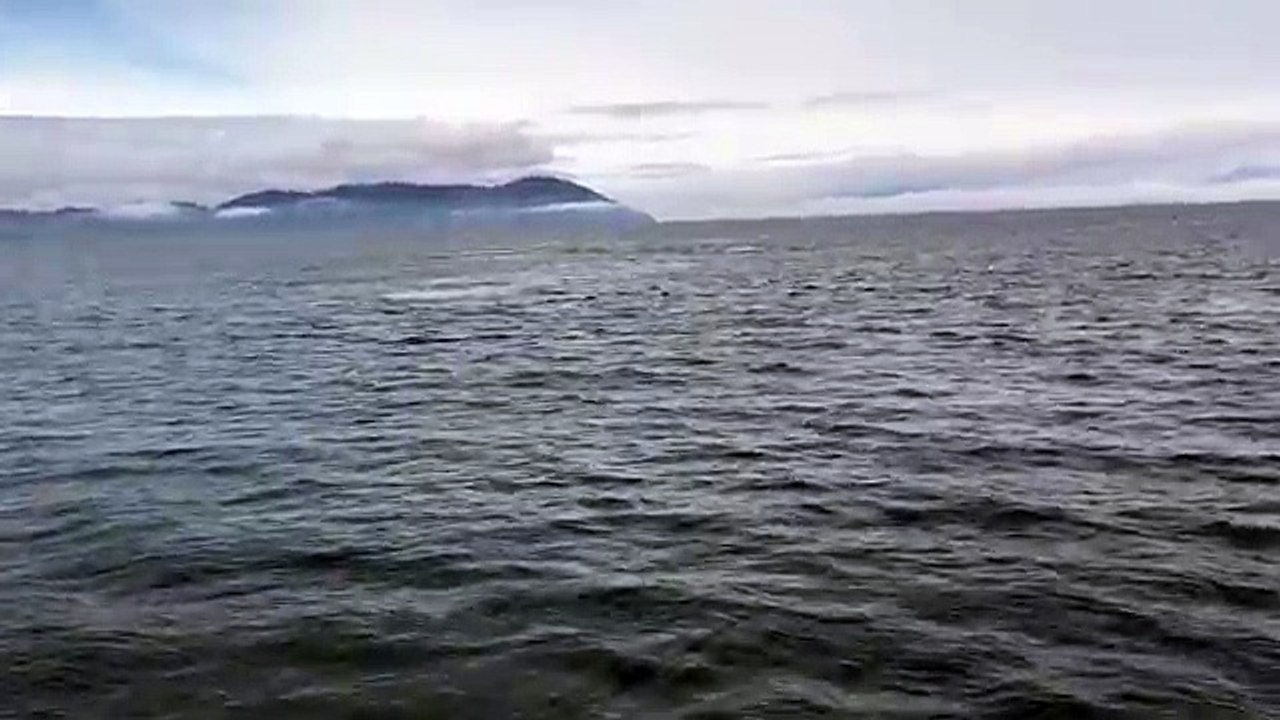 Une baleine à bosse bondit près dun bateau