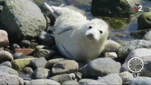 Sans frontière – Allemagne : Les phoques font un retour fracassant sur les plages de la Baltique 