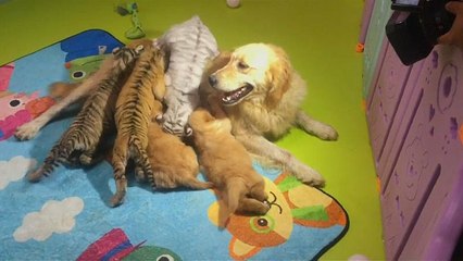 Пекин: ясли для гиен и тигров