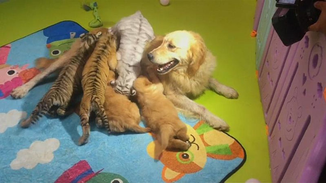 Cães, leões, tigres e hienas convivem em Pequim