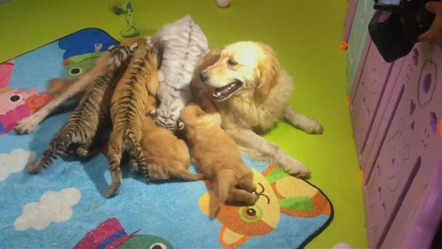 Cães, leões, tigres e hienas convivem em Pequim