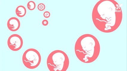 La gestación del ser humano - Etapas del embarazo
