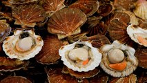 Coquilles Saint-Jacques : une pêche à risques
