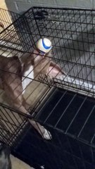 This Dog Gets A For Effort