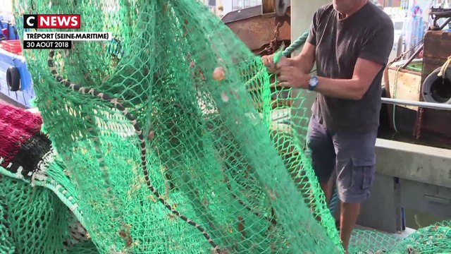 Normandie : l'inquiétude règne après la guerre des coquilles Saint-Jacques