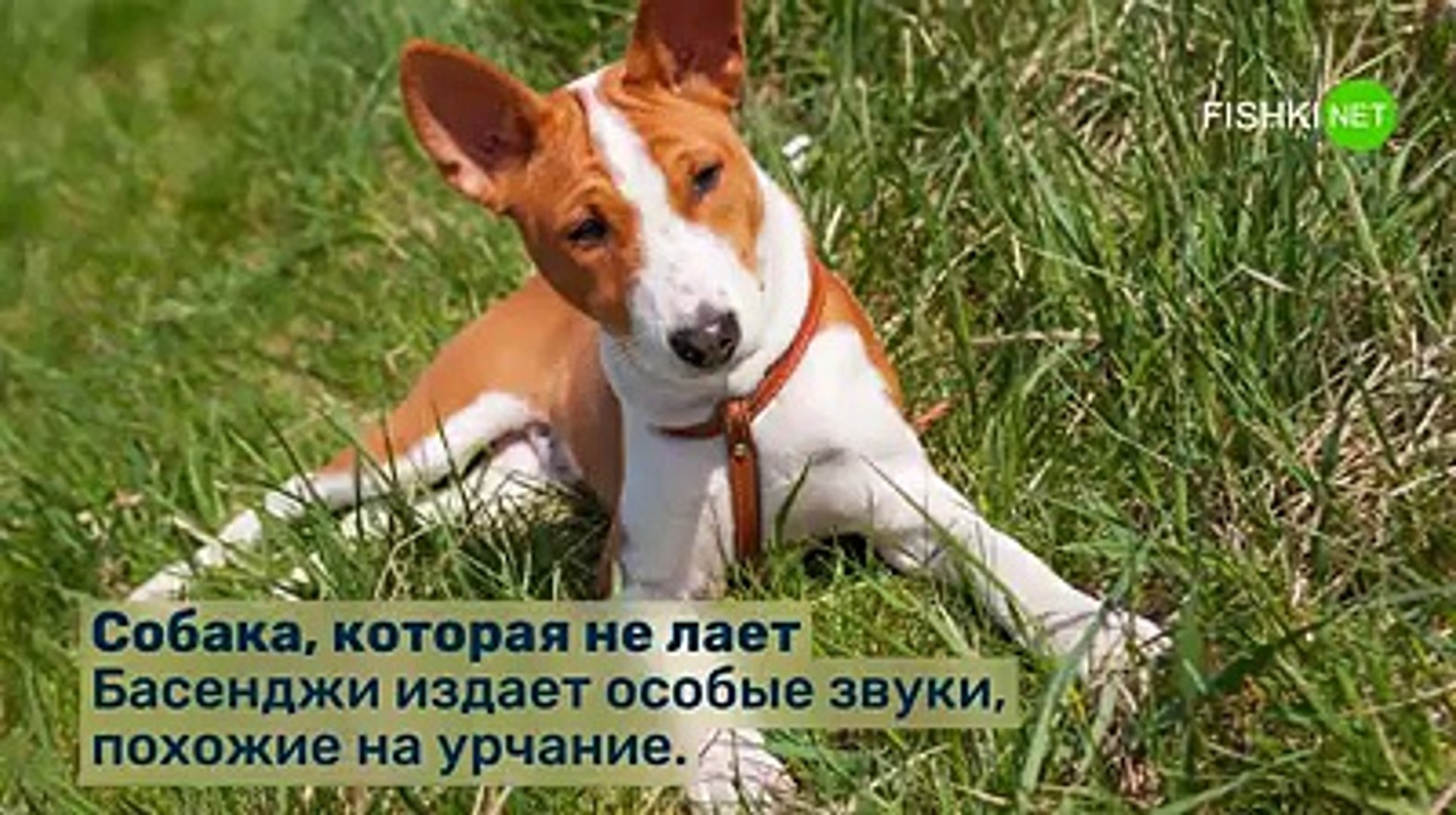 Самые странные животные в мире