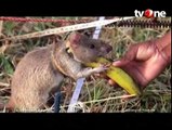 Tikus Afrika Ini Dilatih untuk Mendeteksi Ranjau