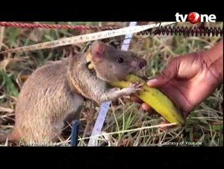 Tikus Afrika Ini Dilatih untuk Mendeteksi Ranjau