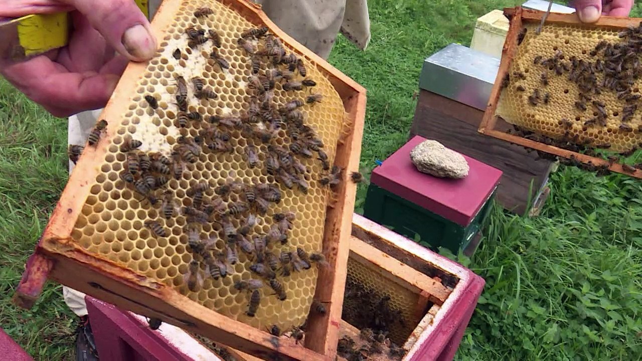 Francia prohíbe cinco pesticidas para proteger a las abejas