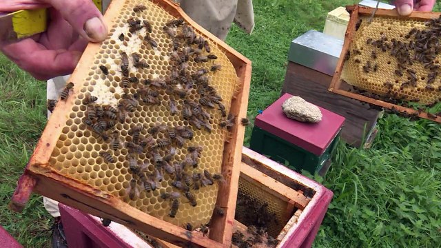 Francia prohíbe cinco pesticidas para proteger a las abejas