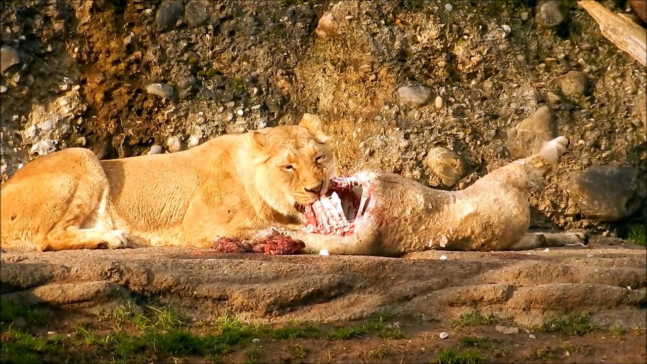 hungry lion
