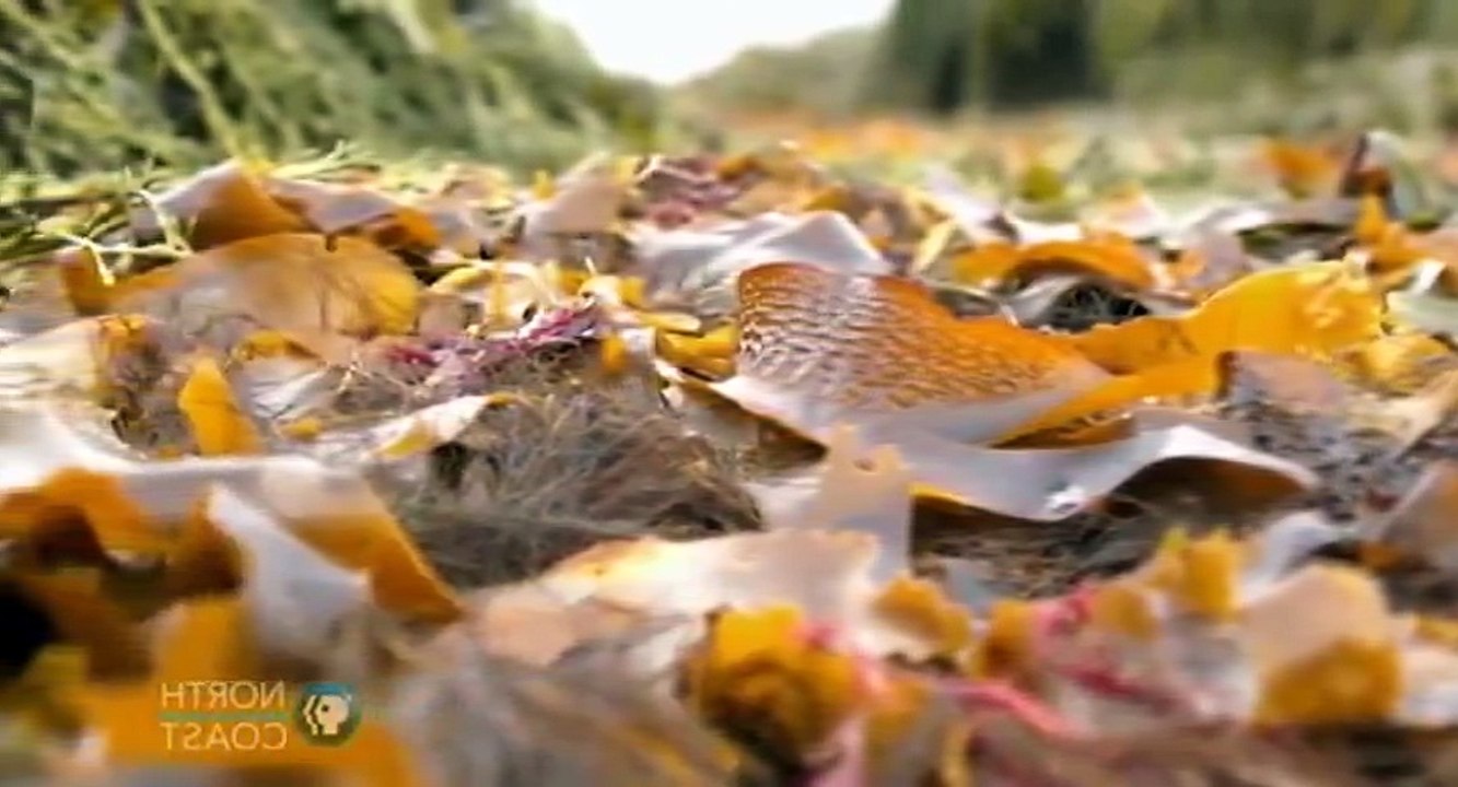 Simply Ming S15 - Ep19 Wild Cod With Chef Gisli Matthias... HD Watch