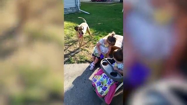 Funniest Pets - Animals of the Week Compilation June 2018 | Hilarious Try Not to Laugh Animals Fail