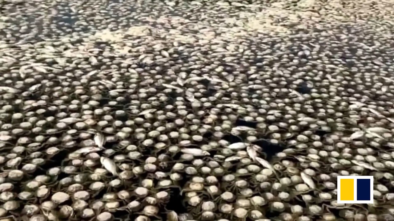 Pollution kills thousands of fish in China