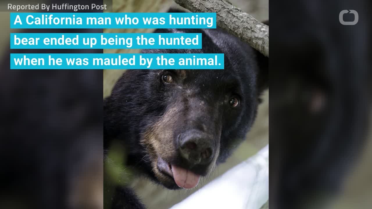 Black Bear Mauls Hunter Who Shot It With Bow And Arrow